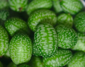 10 Cucamelon Mouse Melon Sour Gherkin Seeds | Heirloom | Non GMO |(Melothria Scabra) RARE MINI's Free Shipping!