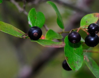 Sparkleberry Tree {Vaccinium arboreum} Fruiting Shrub | Heirloom NON GMO | Tea Alternative | 15+ Pre-Stratified seeds Free Shipping!