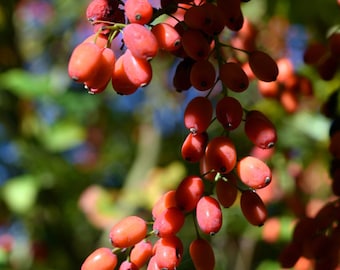 Goji berry 50+ seeds {Lycium chinense} Heirloom NON-GMO | Edible| Medicinal | Drought Tolerant | Free Shipping!