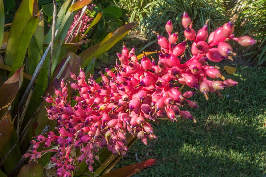 ブロメリア・エアープランツ Aechmea Bracteata Red Aechmea Bracteata Red