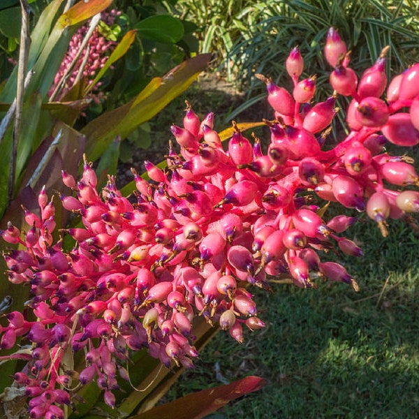 Bromeliad Silver Vase {Aechmea bracteata} Flowering | Ornamental Houseplant | Colorful Foliage | 10 seeds Free Shipping!