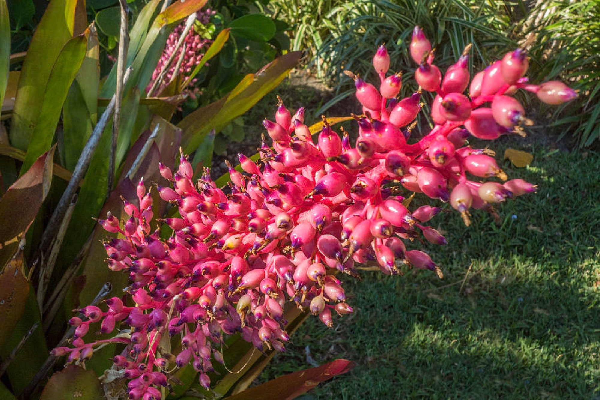 ブロメリア・エアープランツ Aechmea Bracteata Red Aechmea Bracteata Red