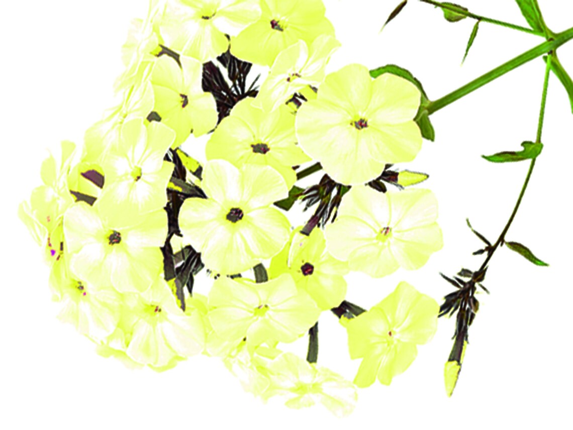 100 Yellow Phlox Flower Seeds Easy to Grow ANNUAL/PERENNIAL Etsy