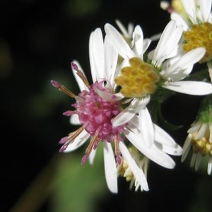 May include: Close-up of a white flower with a pink center. The flower has multiple petals and is in focus. The background is blurred and dark.