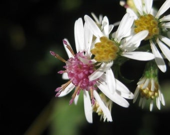 Calico Aster {Symphyotrichum lateriflorum} Lady in Black | Cutting Favorite | RHS Winner | 100+ seeds Free Shipping!