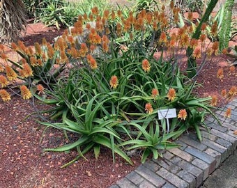 Aloe Camperi {Aloe camperi} Flowering Succulent | Fast Growing | Medicinal | 10 seeds Free Shipping!
