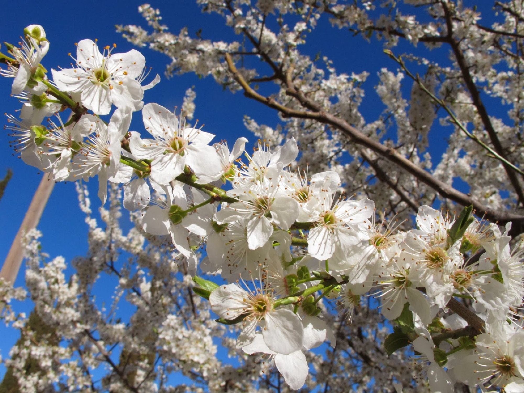 Cherry Plum Tree {prunus Americana} Organic | NON GMO Edible | Patio ...