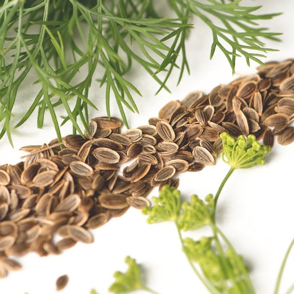 500+ Dill Bouquet Seeds | A NON-GMO Heirloom Herb, Spice, Culinary Flower