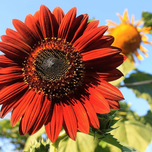100 VELVET QUEEN Tall Sunflower Seeds: Red & Orange Non-GMO Heirloom Flower