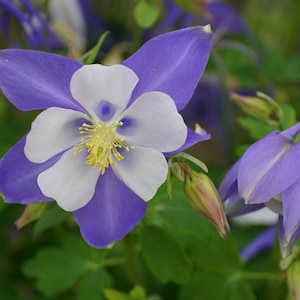Rocky Mountain Columbine Medicinal flower Colorado &quot;Blue Star&quot; Columbine   100+ seeds {Aquilegia coerulea} Free Shipping!