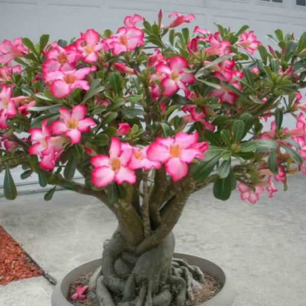 Desert Rose Bonsai - Etsy