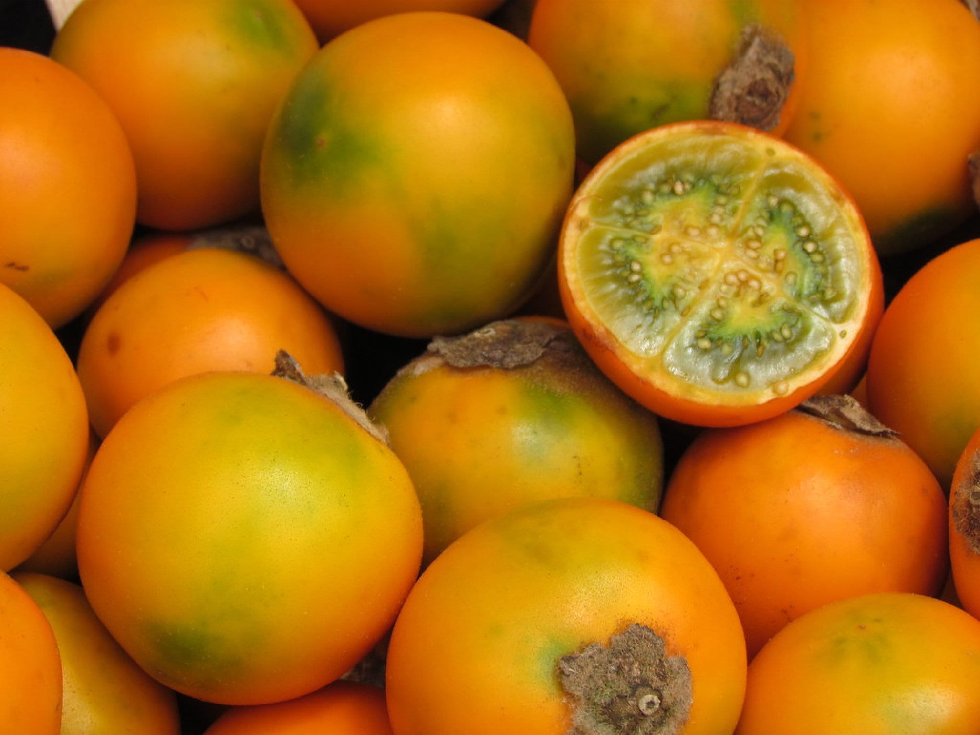 Lulo Orange Tree {solanum Quitoense} Organic | Tropical Superfruit ...