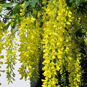 Golden Chain Tree Laburnum alpinum Scotch Laburnum Ornamental Showy Bonsai favorite 20 seeds Free Shipping US seller image 1