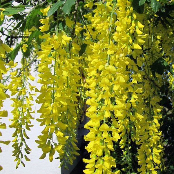 Golden Chain Tree {Laburnum alpinum} Scotch Laburnum Ornamental Showy | Bonsai favorite | 20 seeds Free Shipping US seller