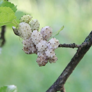 Russian Mulberry Fruiting Shrub {Morus Alba} Superfruit | Edible | Valuble Timber | Heirloom | Medicinal | 50 seeds Free U.S. Shipping!