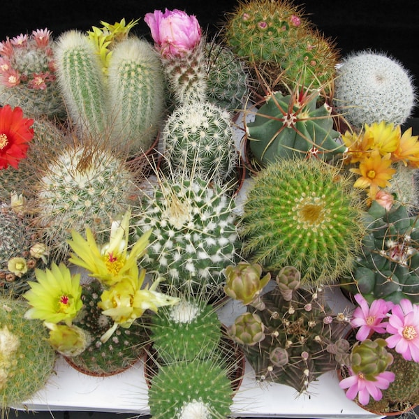 EZ Grow Cactus Mix | Fruiting | Flowering | Amazing Vibrant Colors | 20+ Variety 50+ seeds Free Shipping!