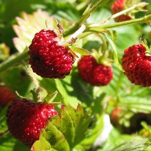 Alpine Strawberry Fragaria Vesca fast growing indoor/outdoor cold tolerant Heirloom seeds (Baron Solemacher) 100+ seeds Free Shipping!