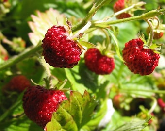 Alpine Strawberry Fragaria Vesca fast growing indoor/outdoor cold tolerant Heirloom seeds (Baron Solemacher) 100+ seeds Free Shipping!