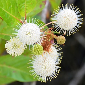 May include: Close-up of white, spiky flowers with green leaves. The flowers are round and have a fuzzy texture.