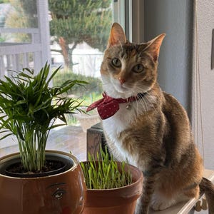 100 seeds or 1oz wt CAT GRASS SEEDS Choose: Oat | Wheat | Cereal Rye | Barley | Blend