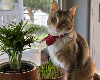 100 seeds or 1oz wt CAT GRASS SEEDS Choose: Oat | Wheat | Cereal Rye | Barley | Blend
