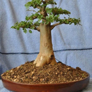 May include: A bonsai tree in a brown ceramic pot. The tree has a thick, light brown trunk and branches with small green leaves. The pot is filled with soil and small rocks. The background is a light blue.