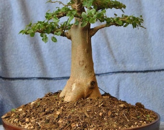 Baobab Tree {Adansonia digitata} Bonsai Favorite | Sacred Flowering Tree | 5 Viable Untreated seeds | Tropical Exotic | Free Shipping!