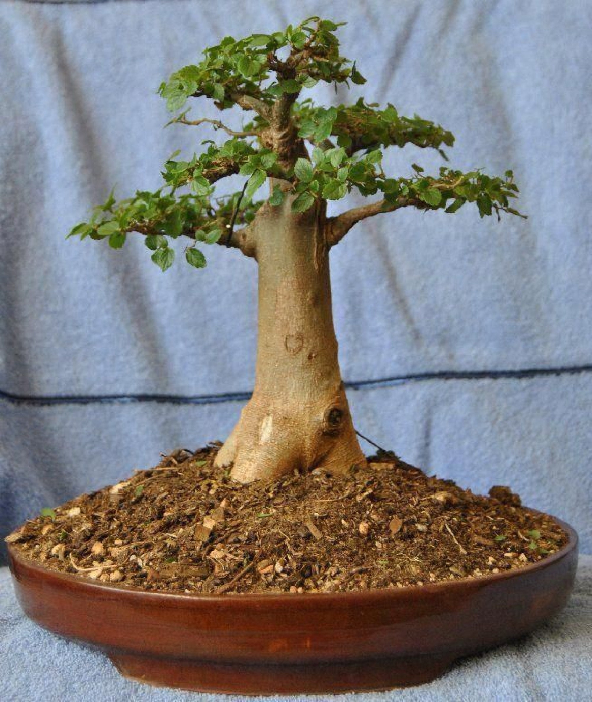 100 Pcs Baobab Bonsai Tree Rare Tropical Exotic Plant Garden