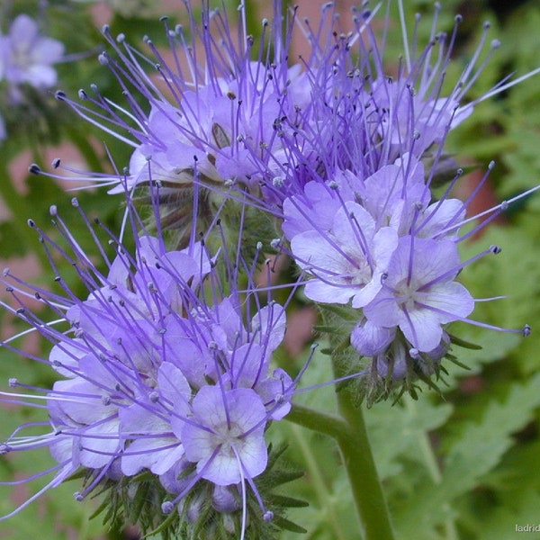 Lacy Phacelia {Phacelia tanacetifolia} Edible | Purple Showy Blooms | Heirloom | 1,700+ seeds Free Shipping!