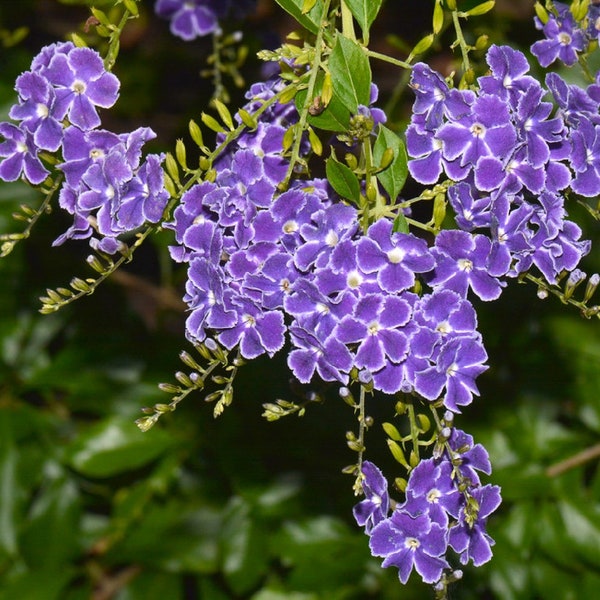 Sky Flower {Duranta repens} Tropical Ornate Shrub | Vibrant Blue | Topiary Fav | 10+ seeds Free Shipping!