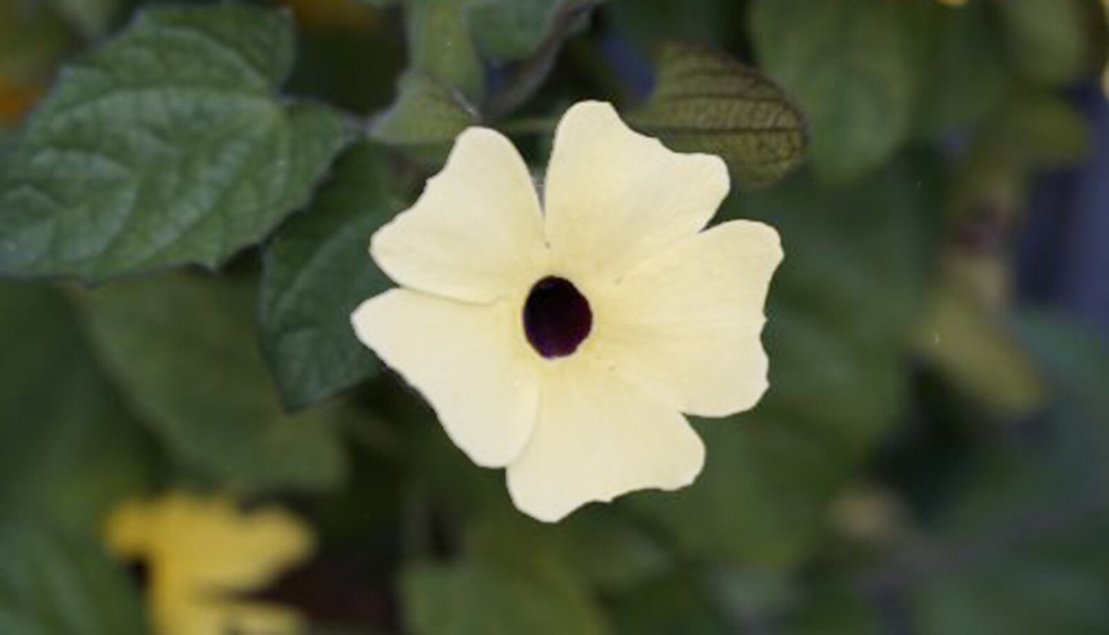 10 BlackEyed Susan Flowers White Thunbergia White Alata Etsy
