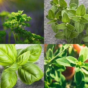 May include: A collage of four different types of fresh herbs: parsley, basil, oregano, and marjoram. The herbs are all green and have a variety of leaf shapes.