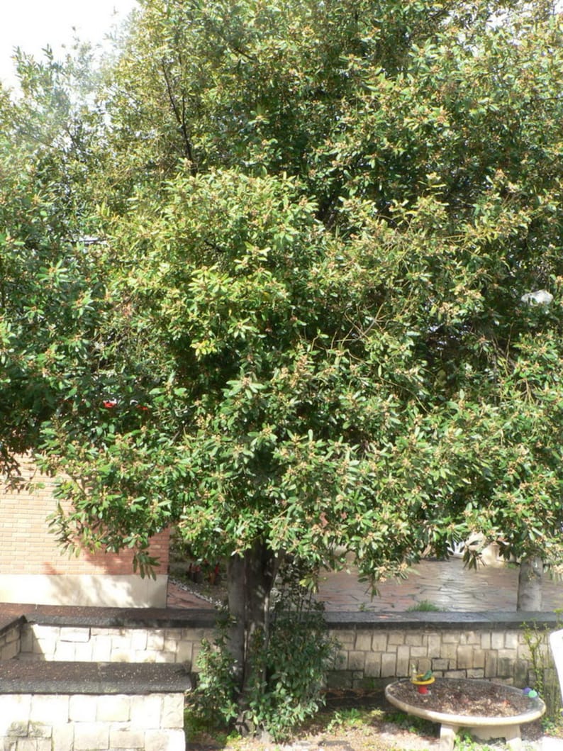 Hyerfarm Sweet Bay Laurel Tree - Thumbnail 2