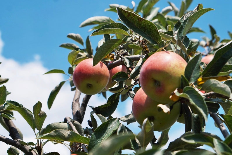 15 Crabapple Tree Seeds malus Pumila Var Crab Apple Etsy