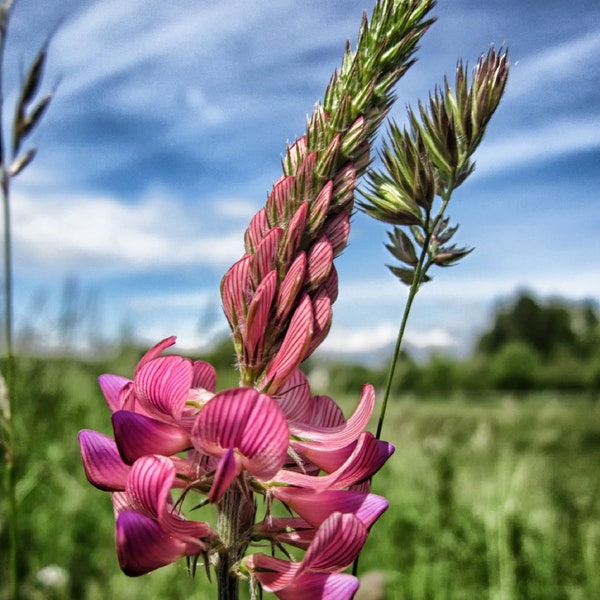 Pink Sainfoin {Onobrychis viciifolia} Showy Blooms | High Nectar | Cutting Heirloom | Self seeding annual | 50+ seeds Free Shipping!