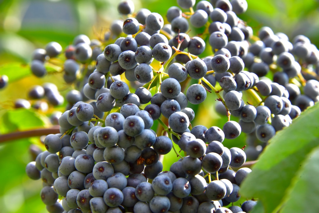 Elderberry, Blue - Herb Seeds | The Thyme Garden