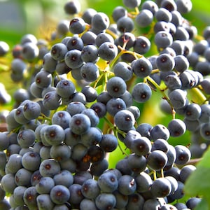 Blue Elderberry 150+ Seeds (Sambucus Caerulea) | Medicinal Herb Fruit Flower Tree