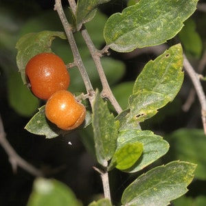 Sweet Desert Hackberry {Celtis pallida} Pre-Stratified | Edible | Landscaping | Drought Tolerant | 5 seeds Free Shipping!