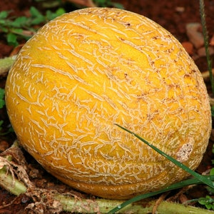 Minnesota Midget Organic {Cucumis melo} Heirloom NON-GMO 50+ seeds Free Shipping US Seller!