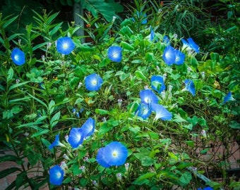 1400+ Heavenly Blue Morning Glory Seeds BULK Untreated | Blue Flowers Vine