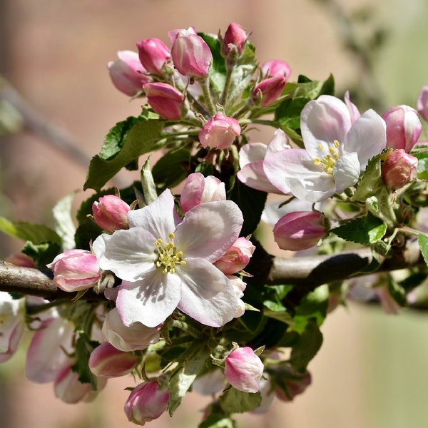 Apple Blossom Tree {Cassia javanica} Bonsai | Exotic Ornamental | Red Shower Tree | Sacred Tree | 10 seeds Free U.S. Shipping! U.S. Seed