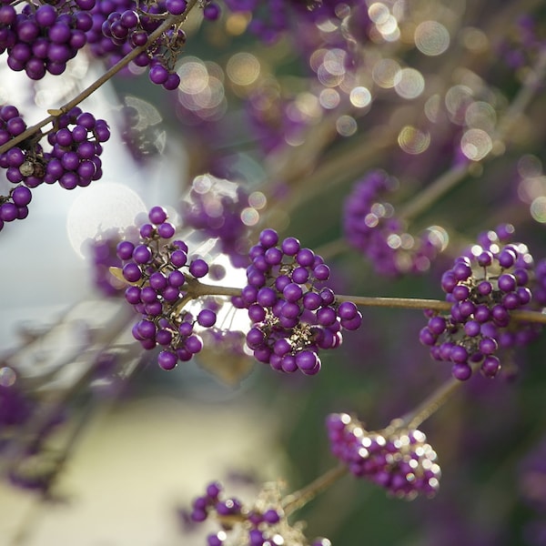 American Beautyberry Perennial {Callicarpa americana} | Edible | Medicinal | Privacy | Pest Deterrent| cold Hardy 30+seeds FREE SHIPPING!