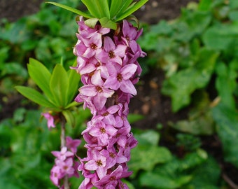 Paradise Plant {Daphne mezereum} Purple Showy Tropical | Fragrant | Ornamental | 10 seeds Free Shipping!