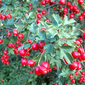 Wild Hawthorn {Crataegus monogyna} Organic | Ornamental Fruiting Shrub | Edible | Showy Blooms | 20 seeds Free Shipping!