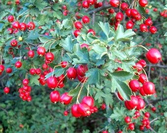 Wild Hawthorn {Crataegus monogyna} Organic | Ornamental Fruiting Shrub | Edible | Showy Blooms | 10 seeds Free Shipping!