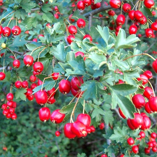 Wild Hawthorn {Crataegus monogyna} Organic | Ornamental Fruiting Shrub | Edible | Showy Blooms | 10 seeds Free Shipping!