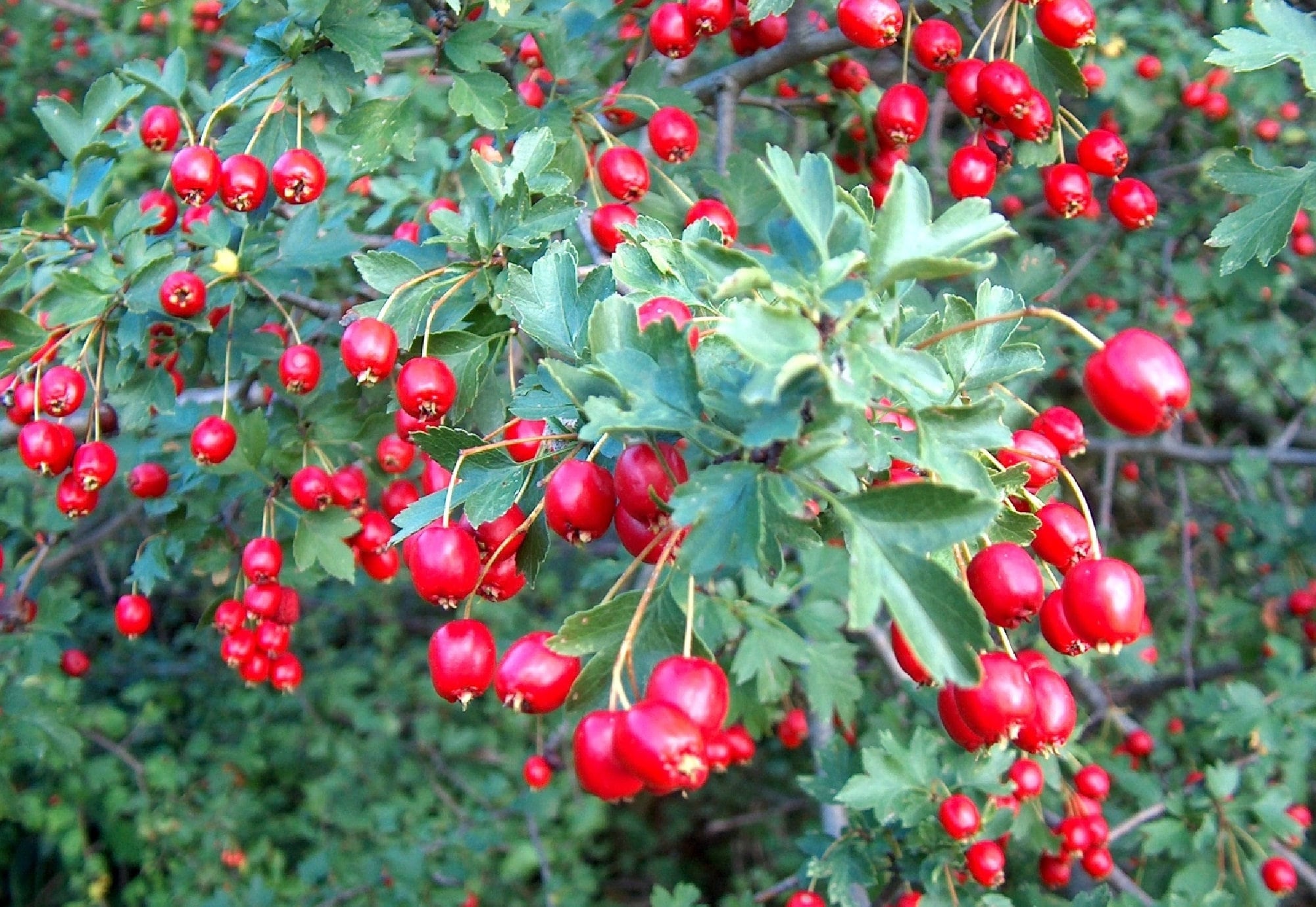Wild Hawthorn {crataegus Monogyna} Organic | Ornamental Fruiting Shrub |  Edible | Showy Blooms | 20 Seeds Free Shipping! - Etsy