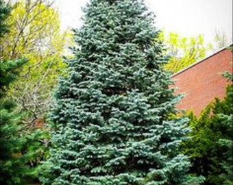 Christmas Day Spruce {Picea meyeri} Fast Growing | Evergreen | Fragrant | Blue Needles | 20 seeds Free Shipping!
