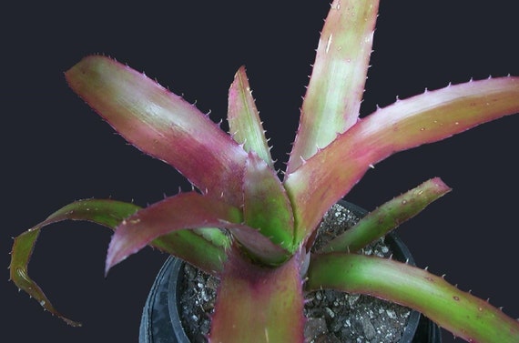 ブロメリア・エアープランツ Aechmea Bracteata Red Bromeliad Silver Vase {aechmea Bracteata} Flowering