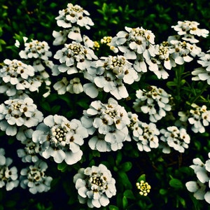250 Empress White Candytuft Rocket Flower Seeds Iberis Amara, Medicinal Plant image 4